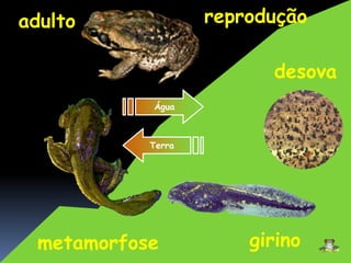 adulto 
reprodução 
girino 
Água 
Terra 
metamorfose 
desova 
 