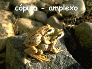 cópula - amplexo 
 