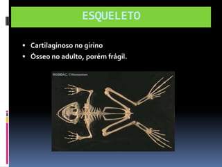 ESQUELETO 
 Cartilaginoso no girino 
 Ósseo no adulto, porém frágil. 
 