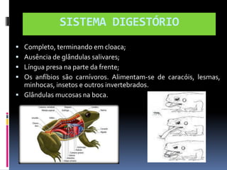 SISTEMA DIGESTÓRIO 
 Completo, terminando em cloaca; 
 Ausência de glândulas salivares; 
 Língua presa na parte da frente; 
 Os anfíbios são carnívoros. Alimentam-se de caracóis, lesmas, 
minhocas, insetos e outros invertebrados. 
 Glândulas mucosas na boca. 
 