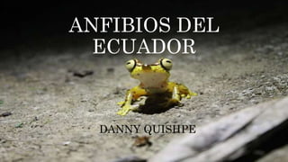 DANNY QUISHPE
ANFIBIOS DEL
ECUADOR
 