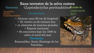 Santo Rana Anfibios del ecuador | PPTX