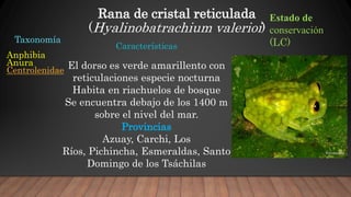 Santo Rana Anfibios del ecuador | PPTX