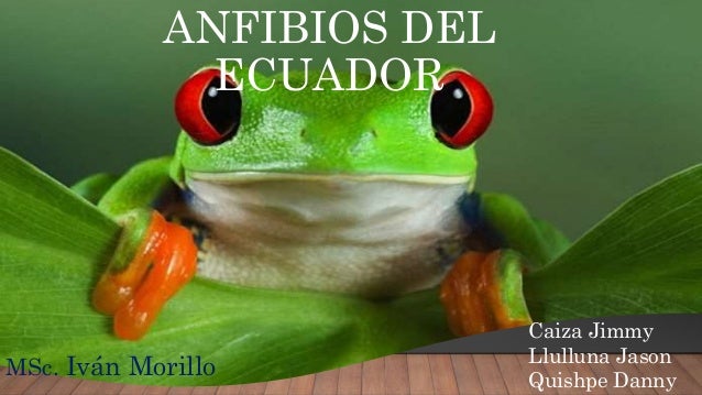 Anfibios Del Ecuador