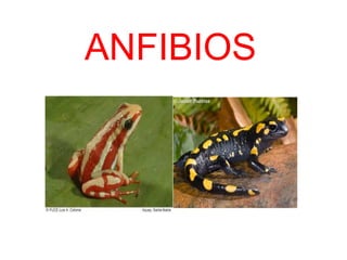 ANFIBIOS
 