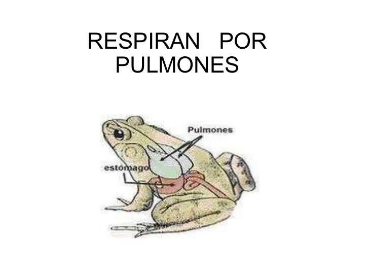 Anfibios e insectos