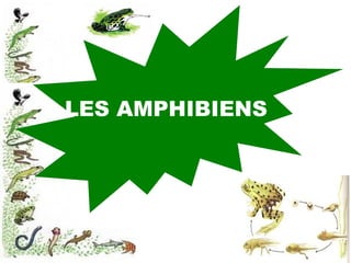 LES AMPHIBIENS