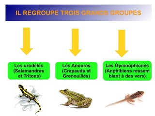 IL REGROUPE TROIS GRANDS GROUPES
Les urodéles Les Anoures Les Gymnophiones
(Salamandres (Crapauds et (Anphibiens ressem
et Tritons) Grenouilles) blant à des vers)