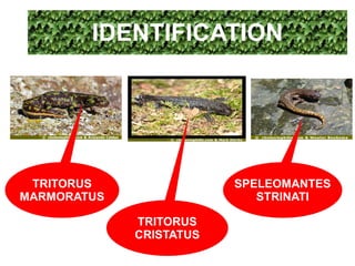 IDENTIFICATION
TRITORUS SPELEOMANTES
MARMORATUS STRINATI
TRITORUS
CRISTATUS