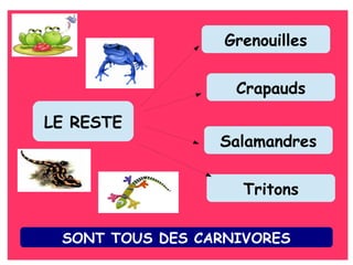 Grenouilles
Crapauds
LE RESTE
Salamandres
Tritons
SONT TOUS DES CARNIVORES