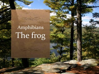 Amphibians
The frog
 