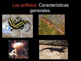 Los anfibios. Características 
generales. 
 