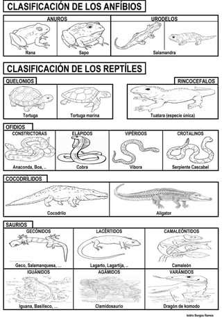 Anfibios reptiles
