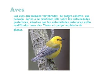 Aves
Las aves son animales vertebrados, de sangre caliente, que
caminan, saltan o se mantienen sólo sobre las extremidades
posteriores, mientras que las extremidades anteriores están
modificadas como alas Tienen el cuerpo recubierto de
plumas.
 