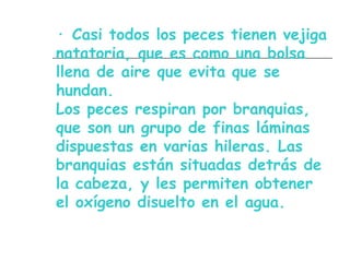 · Casi todos los peces tienen vejiga
natatoria, que es como una bolsa
llena de aire que evita que se
hundan.
Los peces respiran por branquias,
que son un grupo de finas láminas
dispuestas en varias hileras. Las
branquias están situadas detrás de
la cabeza, y les permiten obtener
el oxígeno disuelto en el agua.
 
