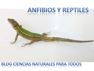 Anfibios Y Reptiles