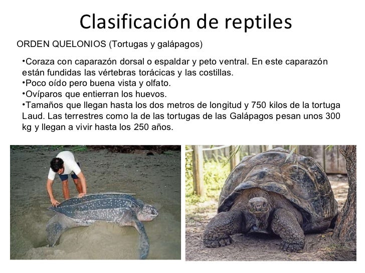 Anfibios y reptiles