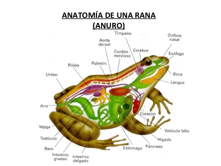 Anfibios y reptiles