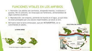 FUNCIONES VITALES EN LOS ANFIBIOS
 1. Nutrición: Los adultos son carnívoros, atrapando insectos, crustáceos o
gusanos. Por el contrario, los renacuajos son herbívoros, alimentándose de
algas o plantas acuáticas.
 2. Reproducción: son ovíparos, poniendo los huevos en el agua, ya que éstos
no están protegidos por una cáscara impermeable y se secan al aire.
 Del huevo nace la larva (renacuajo), que por METAMORFOSIS, se va
convirtiendo en adulto.
 