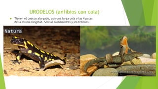 URODELOS (anfibios con cola)
 Tienen el cuerpo alargado, con una larga cola y las 4 patas
de la misma longitud. Son las salamandras y los tritones.
 