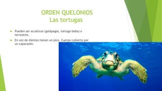 ORDEN QUELONIOS
Las tortugas
 Pueden ser acuáticos (galápagos, tortuga boba) o
terrestres.
 En vez de dientes tienen un pico. Cuerpo cubierto por
un caparazón.
 
