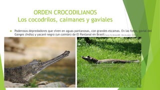 ORDEN CROCODILIANOS
Los cocodrilos, caimanes y gaviales
 Poderosos depredadores que viven en aguas pantanosas, con grandes escamas. En las fotos, gavial del
Ganges (India) y yacaré negro (un caimán) de El Pantanal en Brasil:Fuente: Por Minister2009 - Obra do próprio, CC BY 3.0,
)https://commons.wikimedia.org/w/index.php?curid=6667323)
 
