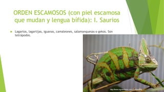 ORDEN ESCAMOSOS (con piel escamosa
que mudan y lengua bífida): I. Saurios
 Lagartos, lagartijas, iguanas, camaleones, salamanquesas o gekos. Son
tetrápodos.
 