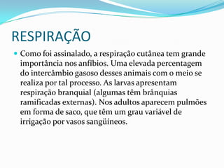 RESPIRAÇÃOComo foi assinalado, a respiração cutânea tem grande importância nos anfíbios. Uma elevada percentagem do intercâmbio gasoso desses animais com o meio se realiza por tal processo. As larvas apresentam respiração branquial (algumas têm brânquias ramificadas externas). Nos adultos aparecem pulmões em forma de saco, que têm um grau variável de irrigação por vasos sangüíneos.