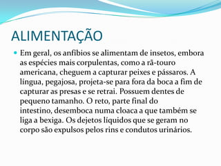 ALIMENTAÇÃOEm geral, os anfíbios se alimentam de insetos, embora as espécies mais corpulentas, como a rã-touro americana, cheguem a capturar peixes e pássaros. A língua, pegajosa, projeta-se para fora da boca a fim de capturar as presas e se retrai. Possuem dentes de pequeno tamanho. O reto, parte final do intestino, desemboca numa cloaca a que também se liga a bexiga. Os dejetos líquidos que se geram no corpo são expulsos pelos rins e condutos urinários.