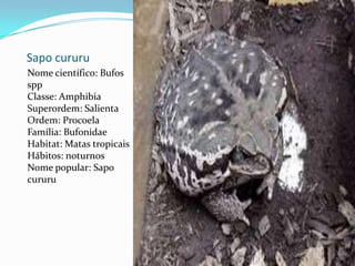 Sapo cururuNome científico: Bufos sppClasse: AmphibiaSuperordem: SalientaOrdem: ProcoelaFamília: BufonidaeHabitat: Matas tropicaisHábitos: noturnosNome popular: Sapo cururu