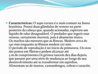 Características: O sapo cururu é o mais comum na fauna brasileira. Possui duas glândulas de veneno na parte posterior da cabeça que, quando acionadas, espirram um líquido de odor desagradável. O predador que ingerir esse veneno, certamente morrerá, pois é altamente tóxico. Os machos são menores que as fêmeas. Medem cerca de 140 mm enquanto as fêmeas medem 170 mm.O período de reprodução é no início da primavera. Os ovos são postos em fileiras e podem alcançar até 5 m de comprimento.Os girinos nascem dez dias depois, que passam por uma série de mudanças ao longo do seu desenvolvimento até se transformar em sapinhos.Alimentam-se de insetos, camundongos, cobras e caracóis.