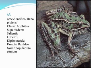 RÃome científico: RanapipiensClasse: AnphibiaSuperordem: SalientiaOrdem: DiplasiocoelaFamília: RanidaeNome popular: Rã comum