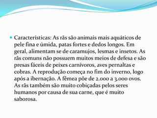 Características: As rãs são animais mais aquáticos de pele fina e úmida, patas fortes e dedos longos. Em geral, alimentam se de caramujos, lesmas e insetos. As rãs comuns não possuem muitos meios de defesa e são presas fáceis de peixes carnívoros, aves pernaltas e cobras. A reprodução começa no fim do inverno, logo após a ibernação. A fêmea põe de 2.000 a 3.000 ovos. As rãs também são muito cobiçadas pelos seres humanos por causa de sua carne, que é muito saborosa.