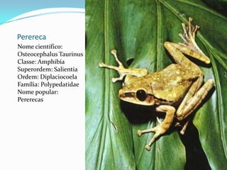 PererecaNome científico: OsteocephalusTaurinusClasse: AmphibiaSuperordem: SalientiaOrdem: DiplaciocoelaFamília: PolypedatidaeNome popular: Pererecas