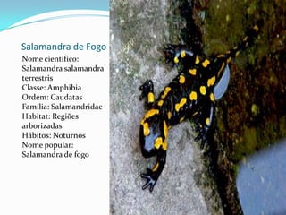 Salamandra de FogoNome científico: Salamandra salamandraterrestrisClasse: AmphibiaOrdem: CaudatasFamília: SalamandridaeHabitat: Regiões arborizadas Hábitos: NoturnosNome popular: Salamandra de fogo