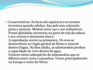 Características: As lavas são aquáticas e se tornam terrestres quando adultas. Sua pele tem coloração preta e amarela. Medem entre 140 e 200 milímetros. Possui glândulas excretoras na parte de trás da cabeça e seu veneno é altamente tóxico.A reprodução ocorre na primavera. Os ovos se desenvolvem no órgão genital da fêmea e nascem dentro d’água. Na fase adulta, as salamandras perdem a capacidade de viver dentro da água. Existem várias subespécies de salamandras que se diferem entre cores e tamanhos. Vivem principalmente na Europa e norte da África