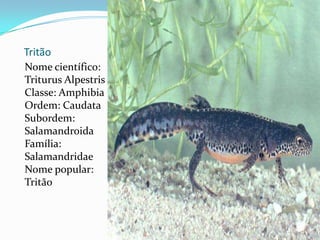 TritãoNome científico: TriturusAlpestrisClasse: AmphibiaOrdem: CaudataSubordem: SalamandroidaFamília: SalamandridaeNome popular: Tritão