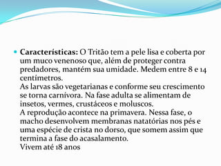 Características: O Tritão tem a pele lisa e coberta por um muco venenoso que, além de proteger contra predadores, mantém sua umidade. Medem entre 8 e 14 centímetros.As larvas são vegetarianas e conforme seu crescimento se torna carnívora. Na fase adulta se alimentam de insetos, vermes, crustáceos e moluscos.A reprodução acontece na primavera. Nessa fase, o macho desenvolvem membranas natatórias nos pés e uma espécie de crista no dorso, que somem assim que termina a fase do acasalamento.Vivem até 18 anos