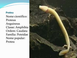 ProteuNome científico: ProteusAnguineusClasse: AmphibiaOrdem: CaudataFamília: PoteidaeNome popular: Proteu