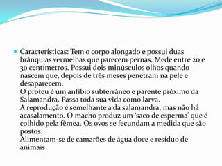 Características: Tem o corpo alongado e possui duas brânquias vermelhas que parecem pernas. Mede entre 20 e 30 centímetros. Possui dois minúsculos olhos quando nascem que, depois de três meses penetram na pele e desaparecem.O proteu é um anfíbio subterrâneo e parente próximo da Salamandra. Passa toda sua vida como larva.A reprodução é semelhante a da salamandra, mas não há acasalamento. O macho produz um ‘saco de esperma’ que é colhido pela fêmea. Os ovos se fecundam a medida que são postos.Alimentam-se de camarões de água doce e resíduo de animais