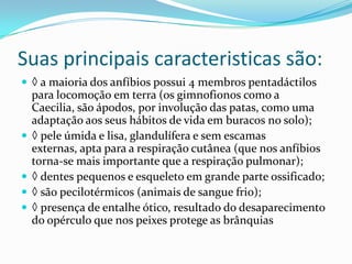 Suas principais caracteristicas são:◊ a maioria dos anfíbios possui 4 membros pentadáctilos para locomoção em terra (os gimnofionos como a Caecilia, são ápodos, por involução das patas, como uma adaptação aos seus hábitos de vida em buracos no solo);◊pele úmida e lisa, glandulífera e sem escamas externas, apta para a respiração cutânea (que nos anfíbios torna-se mais importante que a respiração pulmonar);◊dentes pequenos e esqueleto em grande parte ossificado;◊são pecilotérmicos (animais de sangue frio);◊ presença de entalhe ótico, resultado do desaparecimento do opérculo que nos peixes protege as brânquias