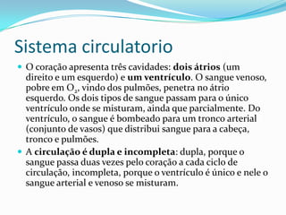 Sistema circulatorioO coração apresenta três cavidades: dois átrios (um direito e um esquerdo) e um ventrículo. O sangue venoso, pobre em O2, vindo dos pulmões, penetra no átrio esquerdo. Os dois tipos de sangue passam para o único ventrículo onde se misturam, ainda que parcialmente. Do ventrículo, o sangue é bombeado para um tronco arterial (conjunto de vasos) que distribui sangue para a cabeça, tronco e pulmões.A circulação é dupla e incompleta: dupla, porque o sangue passa duas vezes pelo coração a cada ciclo de circulação, incompleta, porque o ventrículo é único e nele o sangue arterial e venoso se misturam.
