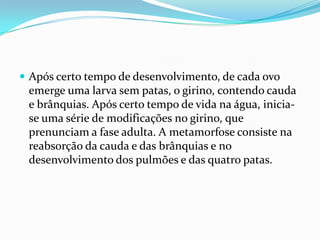 Após certo tempo de desenvolvimento, de cada ovo emerge uma larva sem patas, o girino, contendo cauda e brânquias. Após certo tempo de vida na água, inicia-se uma série de modificações no girino, que prenunciam a fase adulta. A metamorfose consiste na reabsorção da cauda e das brânquias e no desenvolvimento dos pulmões e das quatro patas.