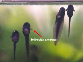 brânquias externas