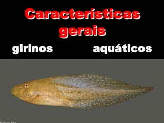 Características
gerais
girinos aquáticos