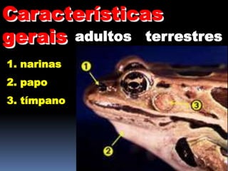 Características
gerais adultos terrestres
1. narinas
2. papo
3. tímpano