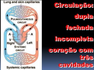 Circulação:
dupla
fechada
incompleta
coração com
três
cavidades