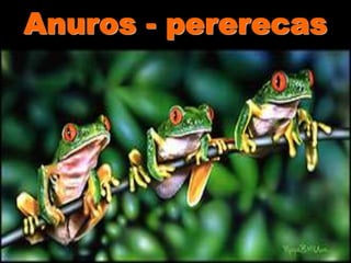 Anuros - pererecas