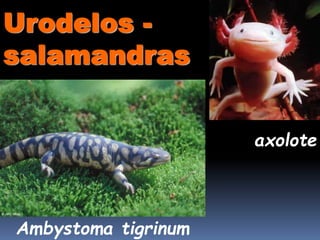 Urodelos -
salamandras
Ambystoma tigrinum
axolote