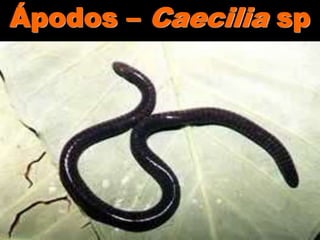 Ápodos – Caecilia sp